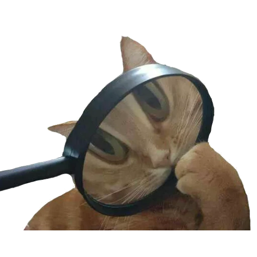cat, animals, cat with a magnifying glass, a cat with a magnifier, the cat is cool