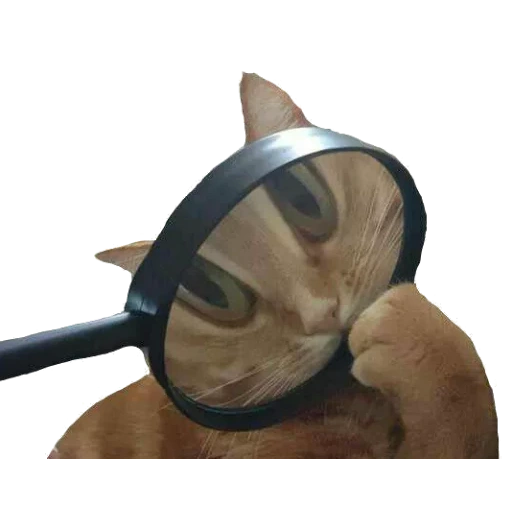 cats, animaux, chat loupe, regardez le chat avec une loupe, cool cat