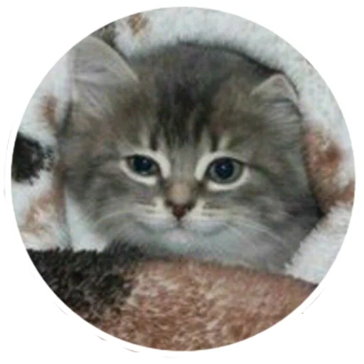 cat, a cat, the muzzle of the cat, siberian cat, siberian kitten