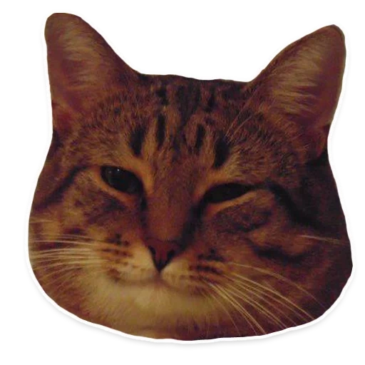 gato, mema de gato, meme de gato, meme de gato satisfecho, meme de gato sonriente