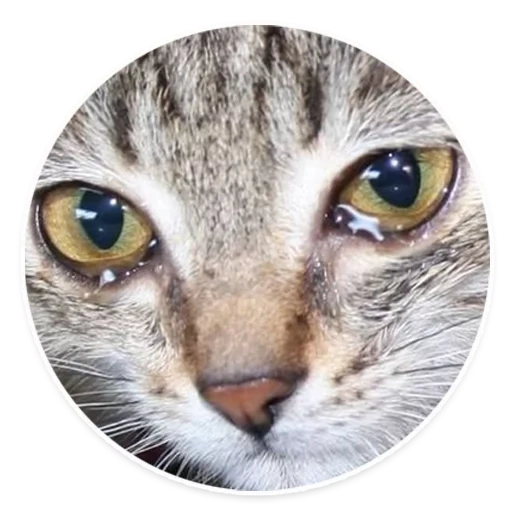 occhi di gatto, gatto con lacrime, gatto dell'occhio, catti piangenti, congiuntivite nei gatti