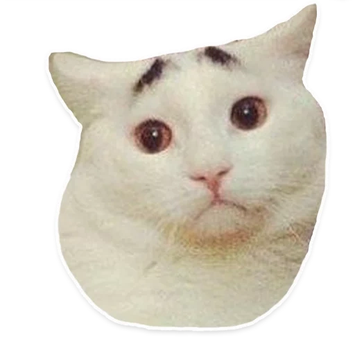 gatto bianco, vibing cat, il gatto è bianco, mem white cat, meme di gatto bianco