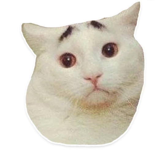 white cat, cat vibing, the cat is white, mem white cat, white cat memes