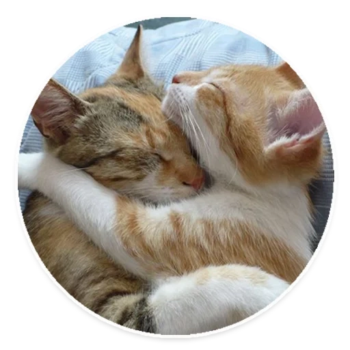 kucing, kucing adalah pelukan, tiga kucing merangkul, memeluk kucing, memeluk kucing