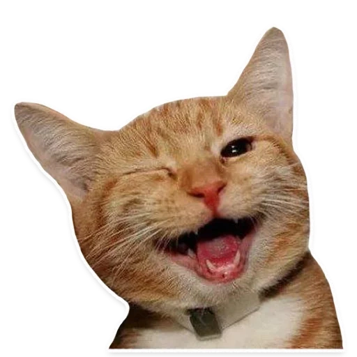 el gato lame, gato sonriente, gato de guión