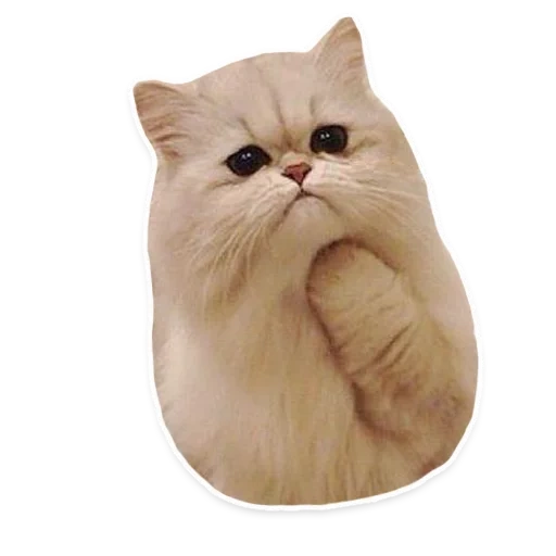 кот, кішка, няшный кот, персидский кот, персидская кошка