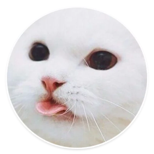 gatto, kote, gatti, gatti, gatto bianco bloccato nella lingua