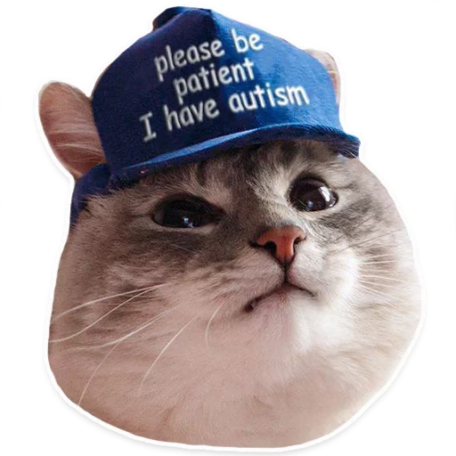 кот, котик, кот кепке аутист, новогодние мемы котами, кот be patient i have autism