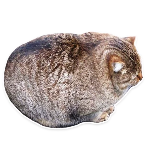 толстый кот, котик батон, спиешьпей кот, смешные животные, грязный толстый кот