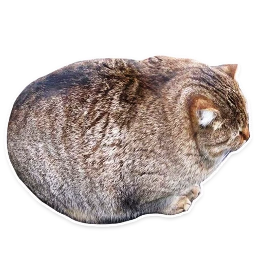 gato gordo, kitty batón, escupir a un gato, animales divertidos, gato gordo sucio