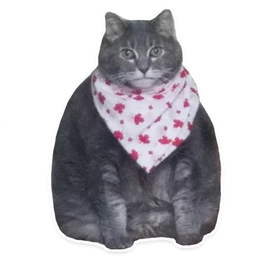 fat cat, the cat is salunavich, fat cat with a scarf, fat cat with a handkerchief, fat cat with a slobber