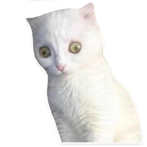 die katze ist weiß, weiße katze, die katze ist weiß, katzensiberbow, angora cat ist weiß