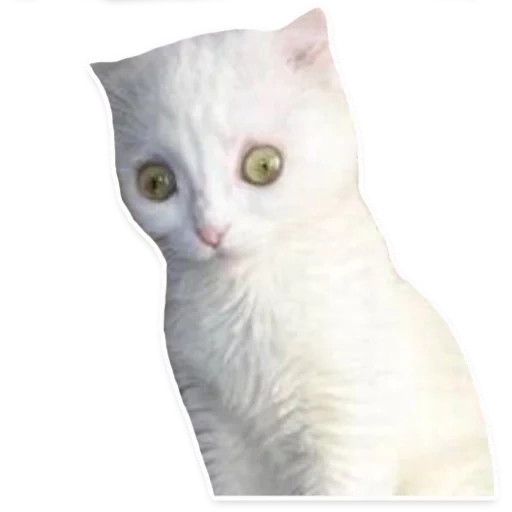 el gato es blanco, gato blanco, el gato es blanco, cat siberbow, angora cat es blanco