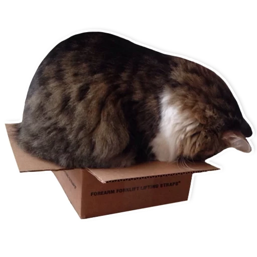 chat, chat, chat chat, boîtes de chats, boîte en carton de chat