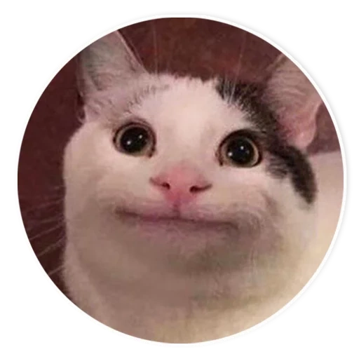 gato, gatos, gatos, gatos, meme de gato sorridente