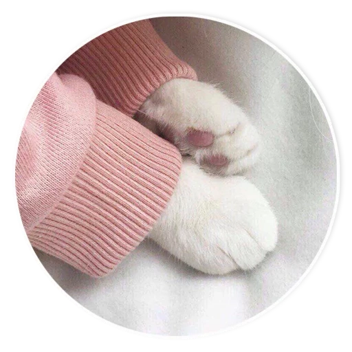 foot, we heart it, soft paws, cat's paws, aesthetics of feline legs