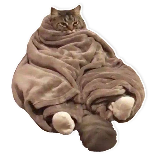cat, lazy cat, the cat is a blanket, synthetic fabric, cute cats are funny