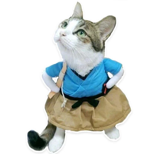 kucing, kucing, kostum kot, hewan itu lucu, kostum kucing lucu
