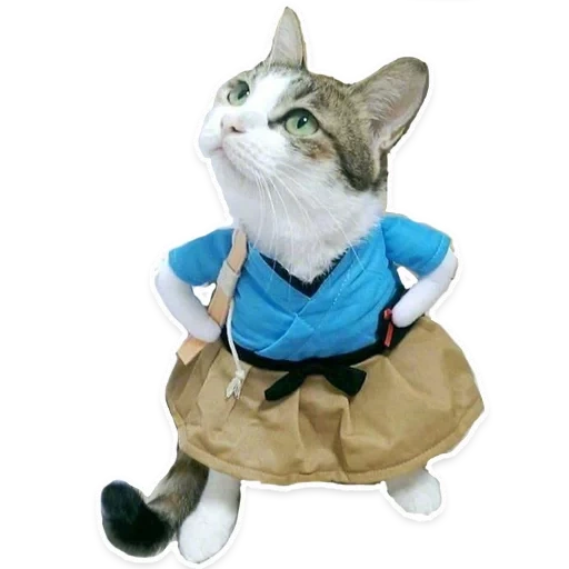 chat, chat, costume de kot, les animaux sont drôles, costumes de chats drôles