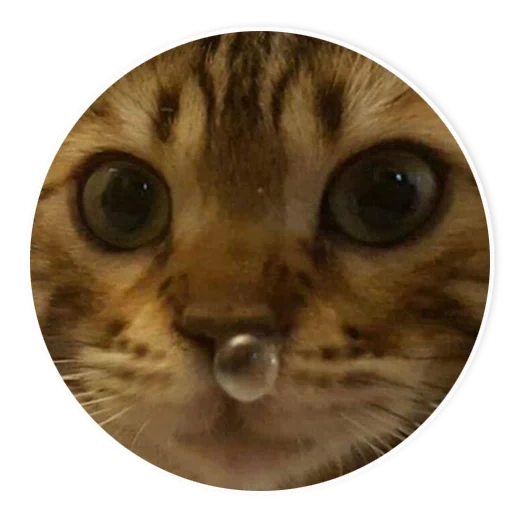 коты, котик, кот соплей, кот соплёй, кот пузырьком носу