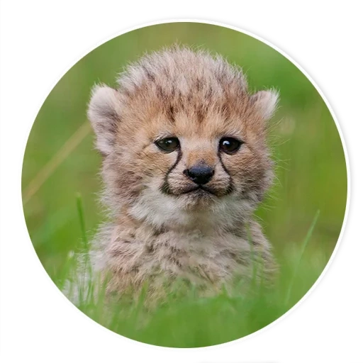 geparden, cheetah baby, hartes cub, kleiner geparden, der geparden ist klein