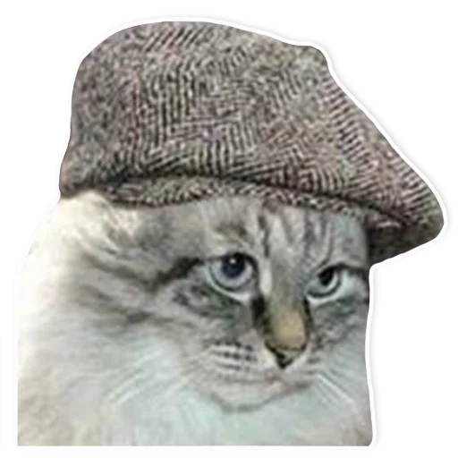 gatos, gato gato, chapéu de gato, caps de gatos, kotik kepke