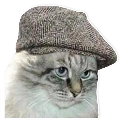 gatti, gatto gatto, cappello di gatto, capi di gatti, kotik kepke