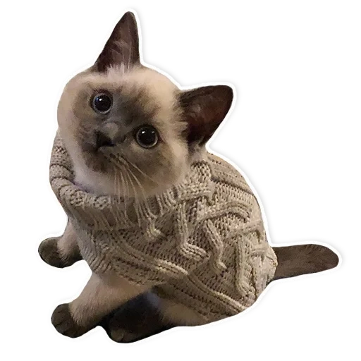 gato, gato, gato siames, suéter de gatito, los encantadores gatos están vivos