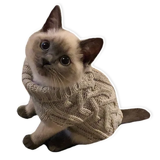 der kater, katze, siamesische katze, kätzchenpullover, schöne katzen leben