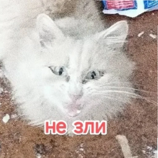 кот, котик, кошка, кошечка, белый пушистый кот