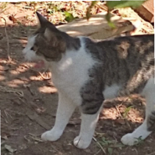 gatto, gatto, un gatto, gatto gatto, gatti grandi