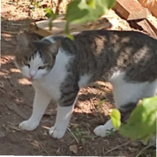 gato, un gato, animales bonitos, gatos animales, animales caseros