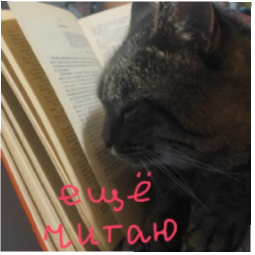 кот, кошка, кот кот, смешные кошечки, кошка библиотекарь