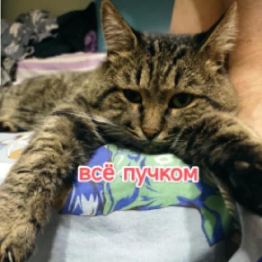 кот, кошка, котик, кошечка, животные