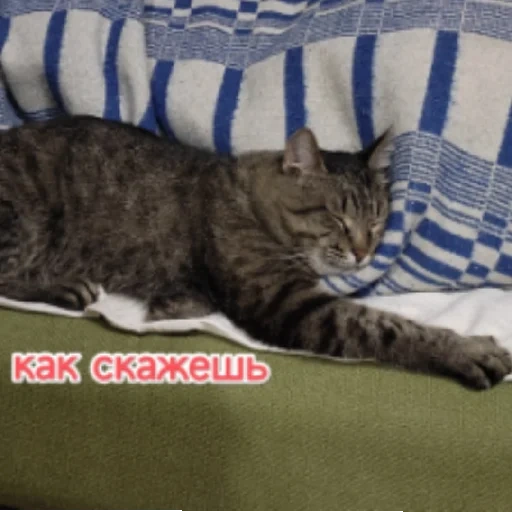 кот, кошка, котики, кошечка, кот хррр