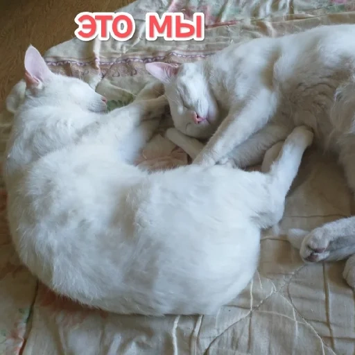 кот, кошка, котики, кошечка, белый котик