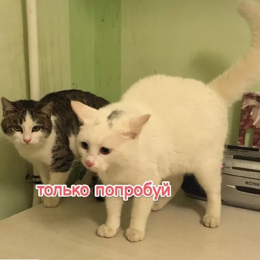 кот, кошка, котики, кошечка, белый котик