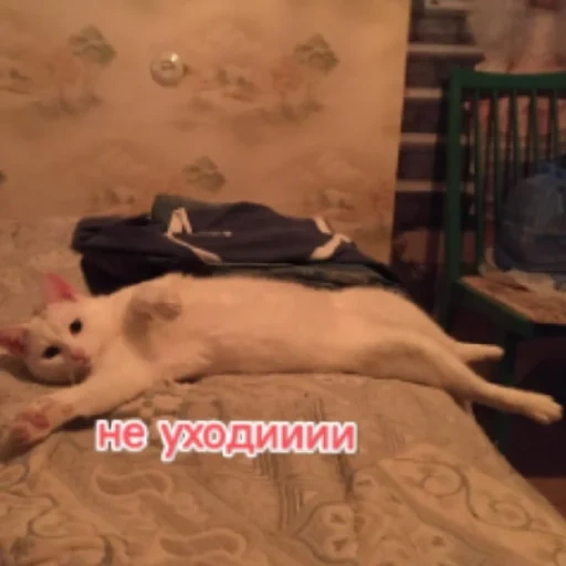 кот, кошка, котики, кошечка, кошка животное