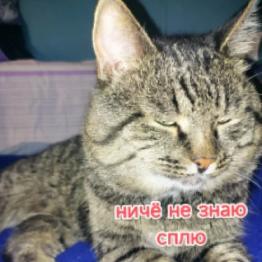 gatto, gatto, barsik, il gatto è grigio, animali domestici