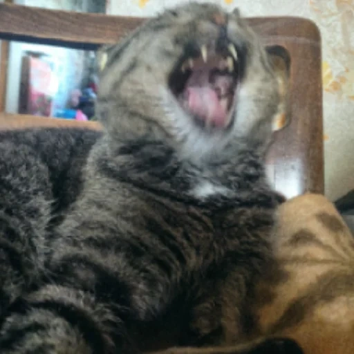cat, cat, a cat, yarking cat, the british cat is yawning