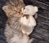 cat, lovely seal, cat hug, funny animals, a charming kitten