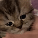 der kater, katzen, die katzen sind süß, ein trauriges kätzchen, ein kleines wunderkätzchen