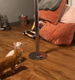 cat, cat, pets, cat tumbling, floor lamp