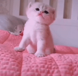 um gato, chinchilla britânica ny 2533, vyslowry kitten scottish, vysloukhi british kitten white, gato chinchilla britânico viskas