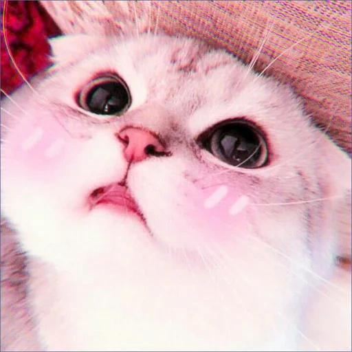 cat, cute cats, the cat is pink, dear cat meme, cute cats with hearts