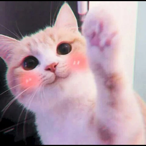 gatos, o gato é bochechas rosa, lindos gatos picci, gatos fofos são engraçados, meme de bochechas rosa gato