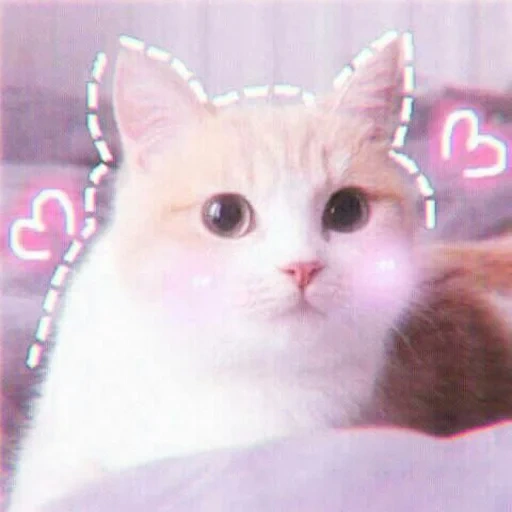 white cat, cute cats, pink cats, cute cats are white, cute pink cats