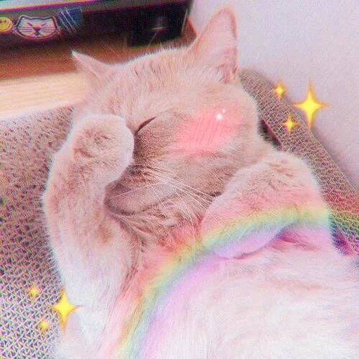 perro marino seco, lindo sello, lindo sello arcoiris, lindo gatito mejilla rosa, cabeza del gato