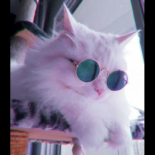 кошка, ян кот, милые котики, cat aesthetic, милые котики смешные