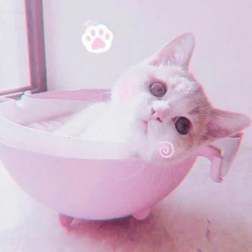 cute cats, cute kittens, cute bowls of cats, the cat is washed the pelvis, charming kittens